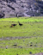 Image of Moss now grows where glaciers once stood. 
