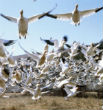 Image of Thousands of snow geese were reported as falling from the sky dead in Idaho.