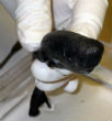 Image of The Pocket Shark is a marine animal with 