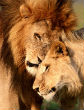 Image of Lions are just one of the 23,000 species facing extinction. Others include the New Zealand Sea Lion. 
