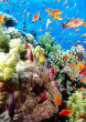 Image of The Coral Reef Southern Red Sea near Safaga Egypt.