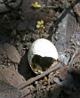 Image of Empty eggs were all that could be found in the once popular bird location.