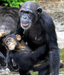 Image of Abandoned chimps at the jungles of Liberia
