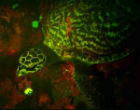Image of Hawksbill sea turtles glow neon (Luminescentlabs.org via David Gruber).