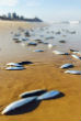 Image of Fish appear along the coast of Buddina Beach and disappear in under 24 hours.