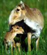 Image of Image of two Saiga antelope captured by photographer Rich Reading.