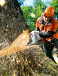 Image of Lumberjack cuts tree.