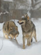 Image of The wolf population around Chernobyl has recovered to seven times what it is in non-contaminated areas. 