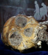 Image of Homo naledi skull (Berger et al.).