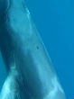 Image of The world's rarest whale was caught on camera (Salvatore Cerchio).