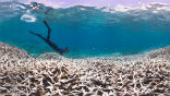 Image of As acids and CO2 build up in the ocean, coral reefs die globally. A quarter of all sea life and over half-a million people depend on healthy coral reefs for survival. 