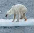 Image of The polar bears are starving, but nobody is discussing the problem. Polar Bears are apex predators and important bellwethers of Arctic environmental health. 