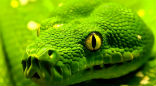 Image of The Vicious Snake is a parable originally told by Aesop, it offers sage advice for those who encounter strangers. 