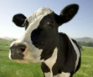 Image of Humans have raised cattle for food for over 12,000 years. Those days are about to come to an end, forever. 
