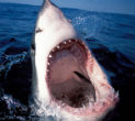 Image of Look Ma! No cavities! 