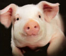 Image of Does this pig have human consciousness? It's possible if it's grown with human stem cells.
