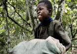 Image of A child slave works on a chocolate plantation. 