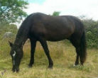Image of This rare black stallion was stolen from its enclosure and butchered by hungry people. Hundreds of zoo animals across the country have either died from starvation or become food for people or other predators. 