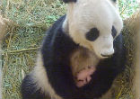 Image of Giant Panda surprises zookeepers with twins (Tiergarten Sch?nbrunn/SWNS).