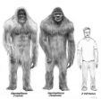 Image of Is the Yeti a long-surviving example Gigantopithecus? 