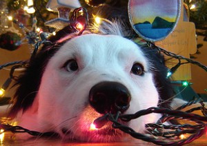 Image of What to do after Christmas.