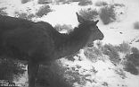 Image of The mythical horse deer does in fact exist after all.