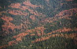 Image of These trees are dead and they're not coming back. And they will burn. 