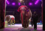 Image of The Ringling Bros. and Barnum & Baily Circus will close after 146 years (Todd Hesler).