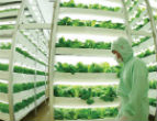 Image of Vertical farms already exist on small scale, but their popularity is catching on and rapid expansion and development is expected within the next decade. 