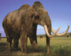 Image of Will the woolly mammoth once again walk the earth? 