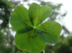 Image of The shamrock is a well-known symbol of Ireland.