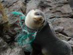 Image of A sea lion is tangled in a net, the result of decades of human disregard for the environment. 