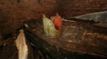 Image of A gold mitre rested atop one of the lead coffins in the crypt. How did it get there? 