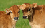 Image of These calves are hopeful cultured meat arrives on store shelves soon, but most experts are doubtful. 