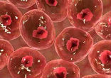 Image of Tests involving mice aim to prove the possibility. 
