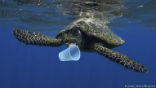 Image of We are filling up our oceans with plastic trash, choking and killing our sea creatures. 