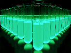 Image of Scientists have discovered how to use stem cells to clone embryos. 