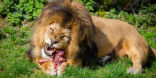 Image of Lions will stalk and eat people if given the chance. To them, we are prey animals. 