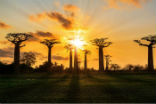 Image of Madagascar